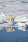 Norway, Svalbard. Polar bear sow on pack ice. Art Print